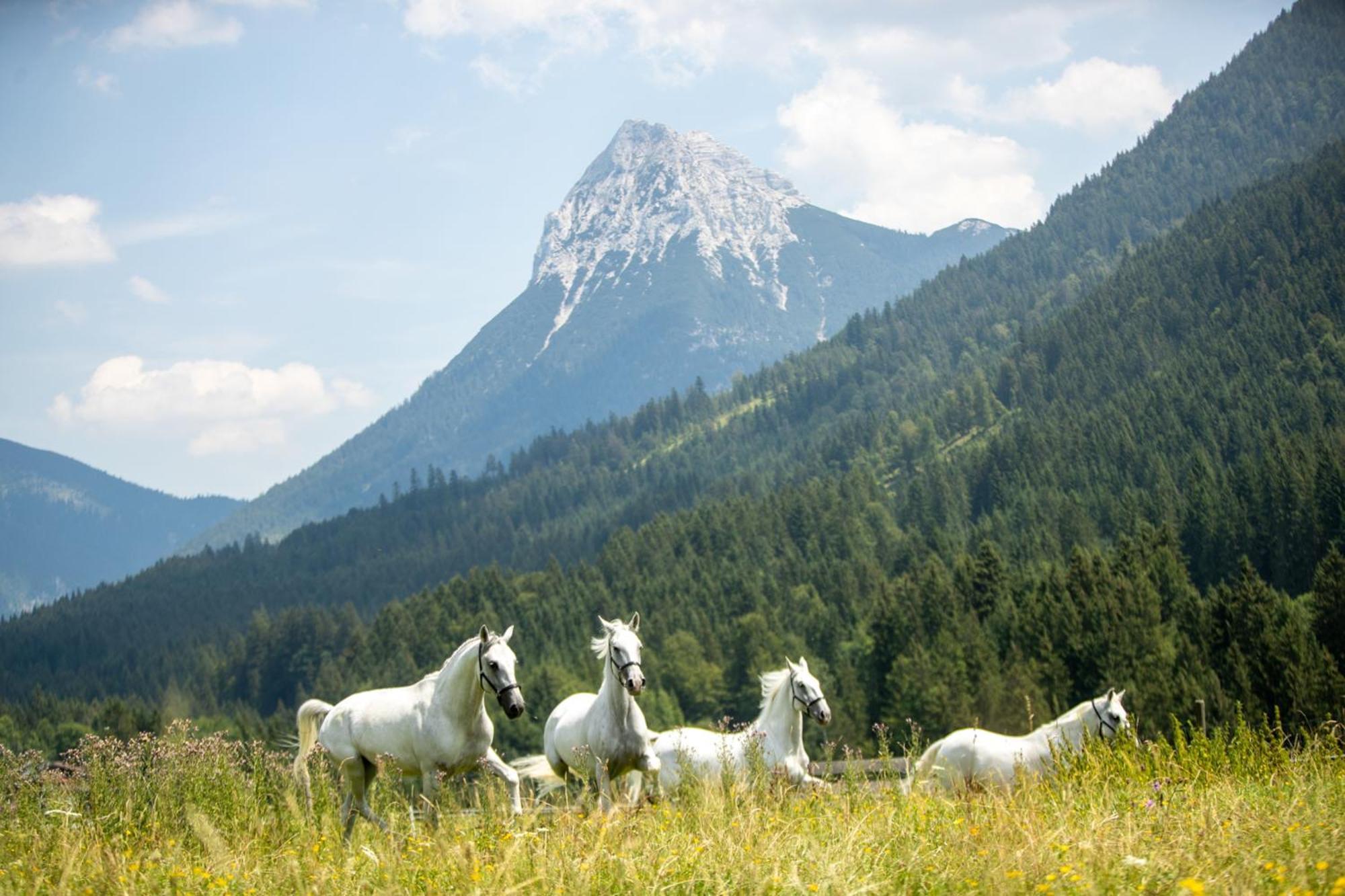 Posthotel Achenkirch Resort And Spa - Adults Only Luaran gambar